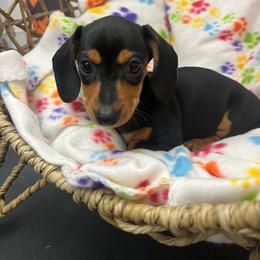 Ebby - Black and tan female Dachshund puppy in Brooksville, Florida from Ween Acres