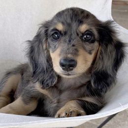Dachshund Puppies from Longboard Dachshunds