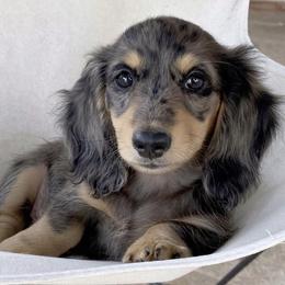 Dachshund Puppies from Longboard Dachshunds