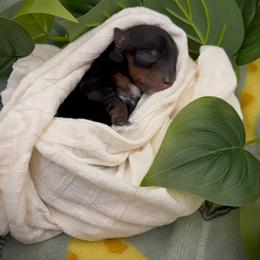 Cory - Black and tan male Yorkshire Terrier puppy in Hastings, Nebraska from Promise Land Pets