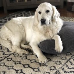 Golden Retriever All Grown Up from Pheasant Run Goldens