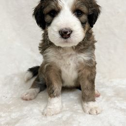 Ginger - F1 Small Standard - Sable Bernedoodle puppy in Waco, Texas from Hope Valley Doodles