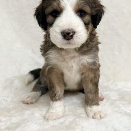 Ginger - F1 Small Standard - Sable Bernedoodle puppy in Waco, Texas from Hope Valley Doodles