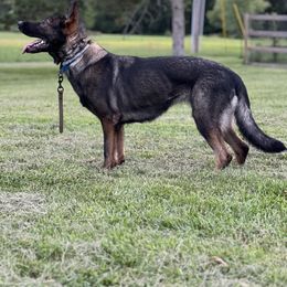 Enny - German Shepherd