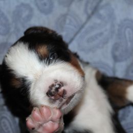 Bernese Mountain Dog Puppies from Baby Bear Bernese Kennel