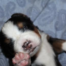 Bernese Mountain Dog Puppies from Baby Bear Bernese Kennel