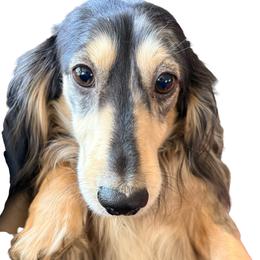 Standard Black and Cream Male Dapple - Dapple male Dachshund puppy in Medina, Ohio from STORIED DOXIES
