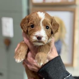 Blessing - Red  female Goldendoodle puppy in Wharton, Texas from Little Fur Friends