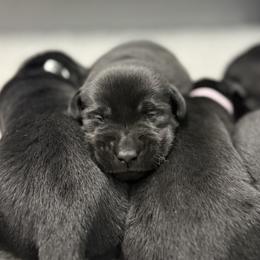Black - Black female Labrador Retriever puppy in Derby, Kansas from Wheatland Retrievers