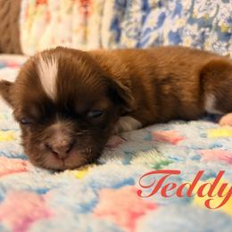Teddy - Liver and white male Shih Tzu puppy in Hemet, California from Aloha Shih Tzu