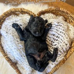 Quad - Black male Goldendoodle puppy in Grove, Oklahoma from Guinn Family Farms