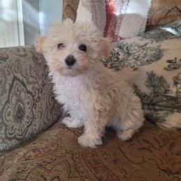 Louella - Cream female Maltipoo puppy in Mena, Arkansas from Belle Ball Puppies