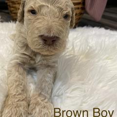 Double Doodle Puppies from Northern Valley Doodles