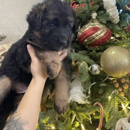 Pink Collar Girl - Black and red female German Shepherd puppy in Gunter, Texas from Gunter Gables German Shepherds