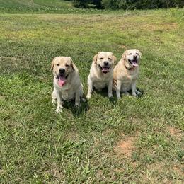 Labrador Retrievers and Nederlandse Kooikerhondjes from Three Oaks Farm