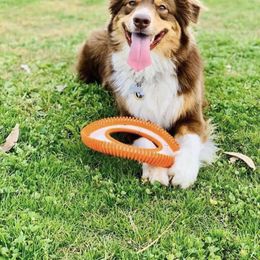 Australian Shepherd All Grown Up from A&K’s Aussies