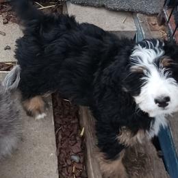 White Girl - Tri-color female Bernedoodle puppy in Kimberly, Idaho from Wizardwood Doodles