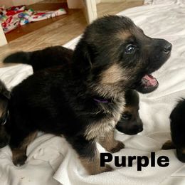 German Shepherd Puppies from Cedarwood K9's & Kats