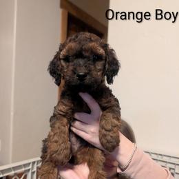 Orange - Wheaten male Whoodle puppy in Kalispell, Montana from Countryman Whoodles