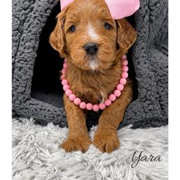 Yara - Red  female Goldendoodle puppy in State Road, North Carolina from Must Love Doodles