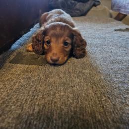 Boy 1 - Chocolate and tan male Dachshund puppy in New Castle, Colorado from Shaffers low riding weiners