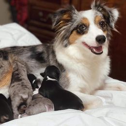 Aussiedoodles, Cavalier King Charles Spaniels, Cavapoos, and Toy Australian Shepherds from Darling Australians