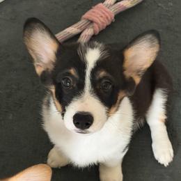 Boy 1 - Black and tan male Pembroke Welsh Corgi puppy in Nevada, Iowa from Rogers AKC Corgis of Iowa.