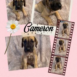Cameron - Fawn female Great Dane puppy in Longview, Texas from Noctua Kennels