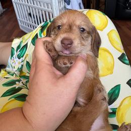 Pepper's Boy 3250 - Red male Dachshund puppy in Ocala, Florida from Island Farms Mimi’s Dachshunds Florida