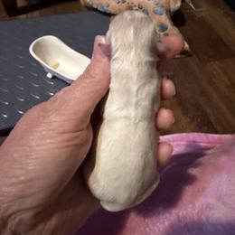 Carl - Cream male Chihuahua puppy in Seneca, Missouri from Stephanie’s Puppy Colony
