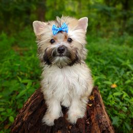 Companion Cross, Havanese, Mal-Shi, Maltese, Maltipoo, Morkie, and Shih Tzu Puppies from Seeking Shalom Acres Maltese, Maltipoos & Havamalts