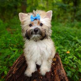 Companion Cross, Havanese, Mal-Shi, Maltese, Maltipoo, Morkie, and Shih Tzu Puppies from Seeking Shalom Acres Maltese, Maltipoos & Havamalts