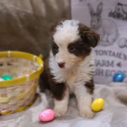 Cupid - Miniature American Shepherd puppy in Bethany, Connecticut from Tini Thyme Mini Aussies
