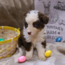 Cupid - Miniature American Shepherd puppy in Bethany, Connecticut from Tini Thyme Mini Aussies