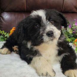 Fern - Black and white Aussiedoodle puppy in Missouri from B&M Cottonwood Canines