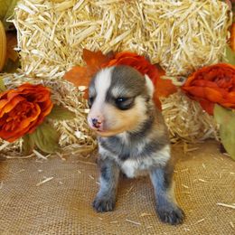 Companion Cross and Siberian Husky Puppies from Hatfield Huskies