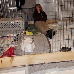 Spinone Italiano Puppies from Stella Del Nord Spinoni Italiani