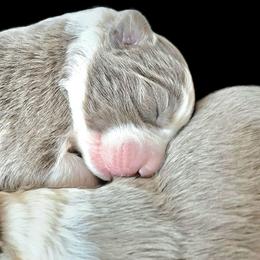 Bud - Lilac male Border Collie puppy in Cedar Springs, Michigan from Lyncroft Border Collies