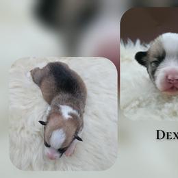 Dexter - Sable male Pembroke Welsh Corgi puppy in Charleroi, Pennsylvania from Twilight Hollow Corgis