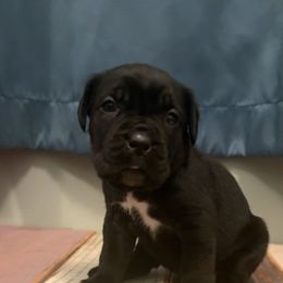Female 1 - Black female Cane Corso puppy in Jasper, Alabama from C&M Cane Corso