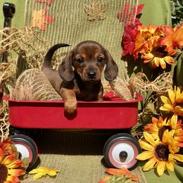 Dachshund Puppies from Hidden Haven Dachshunds
