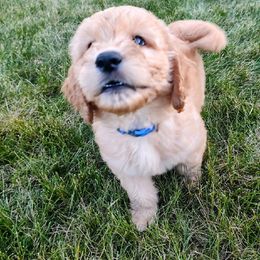 Goldendoodle and Golden Retriever Puppies from Dakota Sky's Goldens