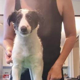 Silken Windhound Puppies from Daybreak Silken Windhounds