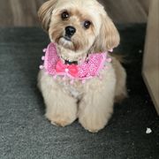 Kiya - Cavachon