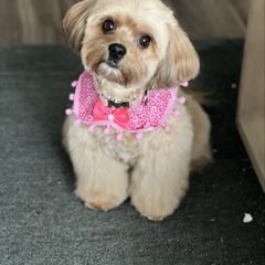 Kiya - Cavachon