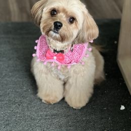 Kiya - Cavachon