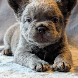 Boy 4 - Blue male French Bulldog puppy in Battle Ground, Washington from Ferguson's Bulldogs
