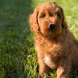 Lavendar - Apricot female Cavapoo puppy in Yuciapa, California from AlltheDoodlez_