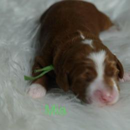 Mia - Red female Australian Labradoodle puppy in Fontana, California from Glory Labradoodle’s