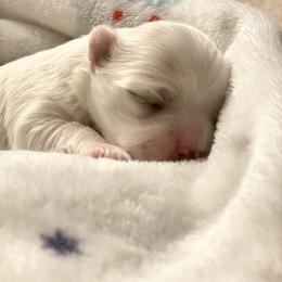 Maltese and Yorkshire Terrier Puppies from Precious Paws Maltese and Yorkies